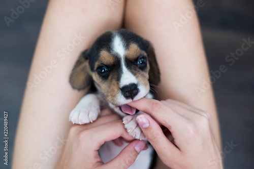 small cute beagle puppy dog looking up. A person to take care of a small pet.