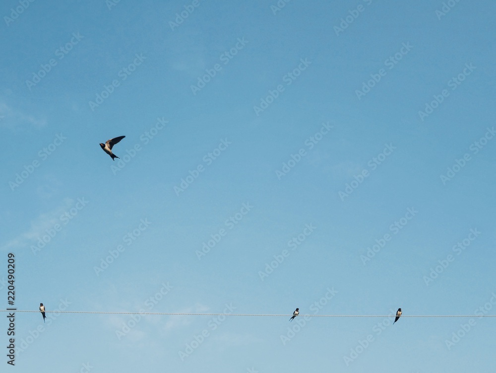 Polonne / Ukraine - 31 August 2018: swallows on wires in the background of a clean sky Polonne / Ukraine - 31 August 2018: swallows on wires in the background of a clean sky
