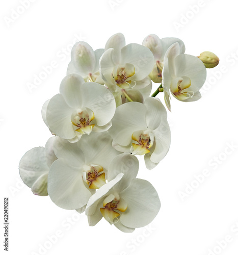 Beautiful white orchids. Isolated on a white background © arostynov