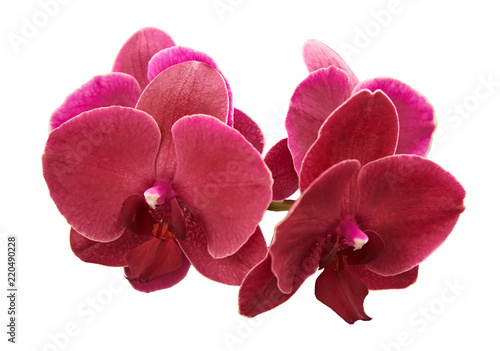 Beautiful purple orchids. Isolated on a white background