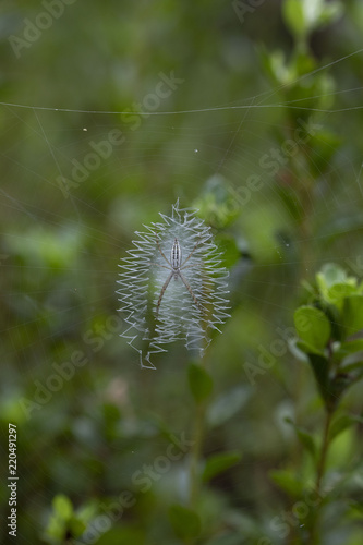 ナガコガネグモ幼体の隠れ帯