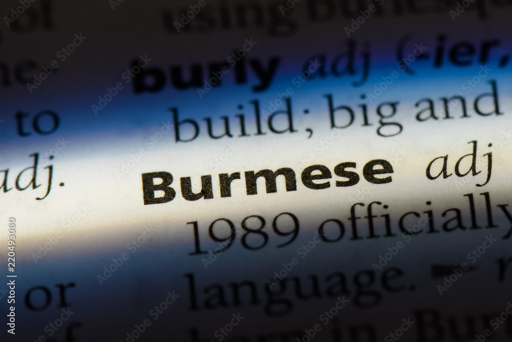 Obraz premium burmese