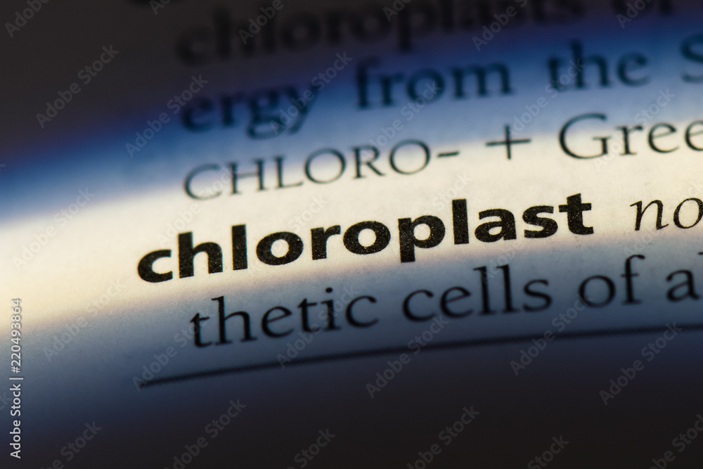 Fototapeta premium chloroplast