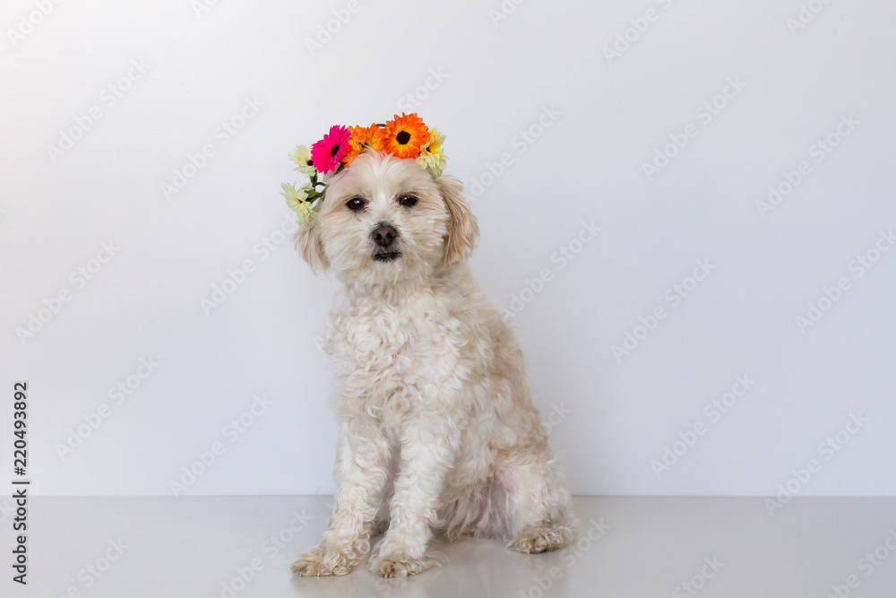 Cute young female dog with flower wreath on her head