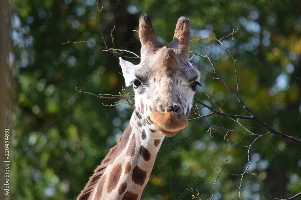 Obraz premium giraffe