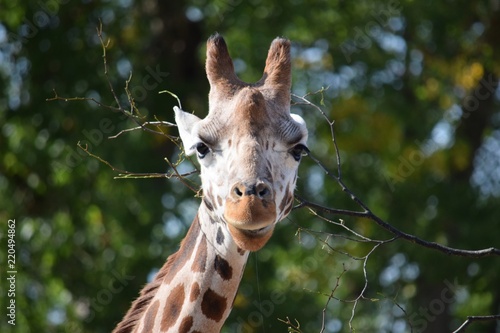 Photography giraffe