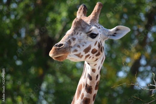 giraffe © Gary