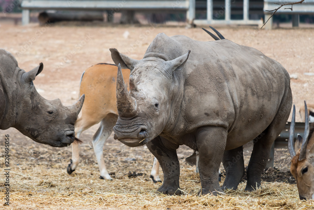 Morning Tour at Ramat Gan Safari Park