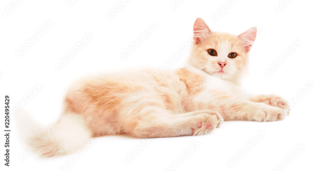 Red house cat. Red house cat.