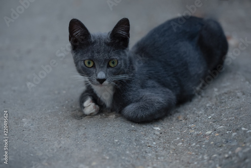 Lovely kitty with grey fur