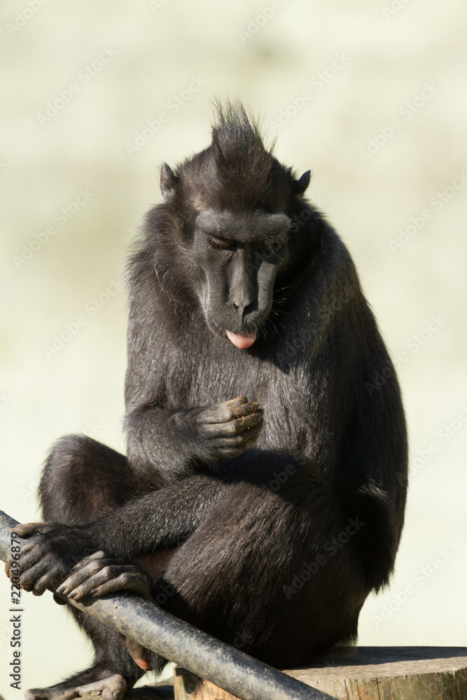 Sulawesi black crested macaque -2 Sulawesi black crested macaque -2
