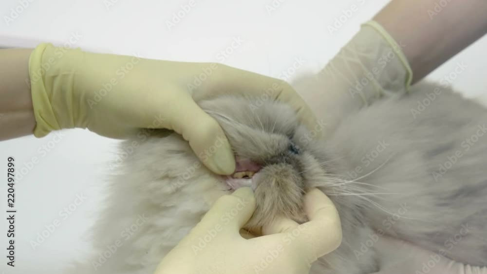 The veterinarian inspecting the teeth of persian cat in a veterinary clinic. 4K The veterinarian inspecting the teeth of persian cat in a veterinary clinic. 4K