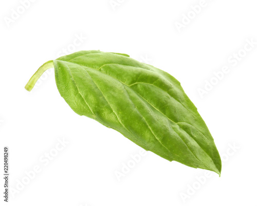 Fresh green basil leaf on white background