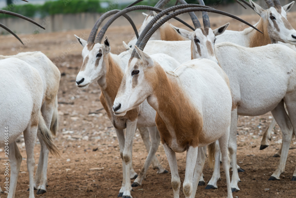 Morning Tour at Ramat Gan Safari Park Morning Tour at Ramat Gan Safari Park