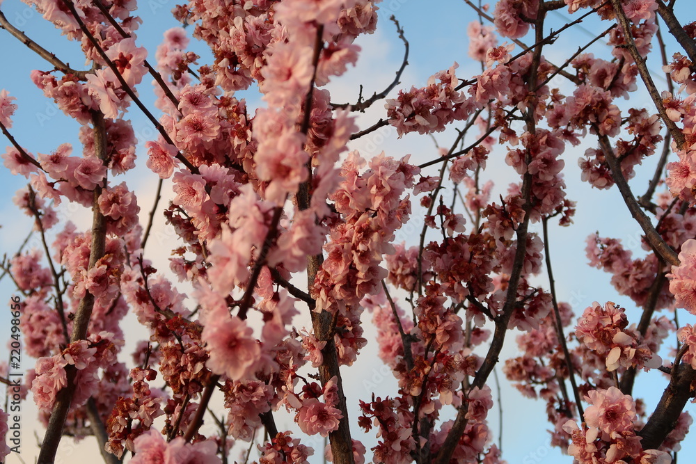 Bright pink cherry blossoms against a blue sky Bright pink cherry blossoms against a blue sky