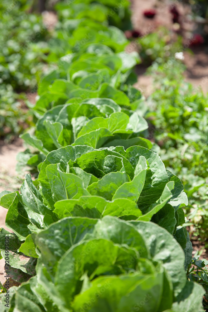Kopfsalat auf Feld Kopfsalat auf Feld