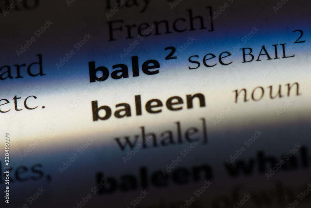 baleen