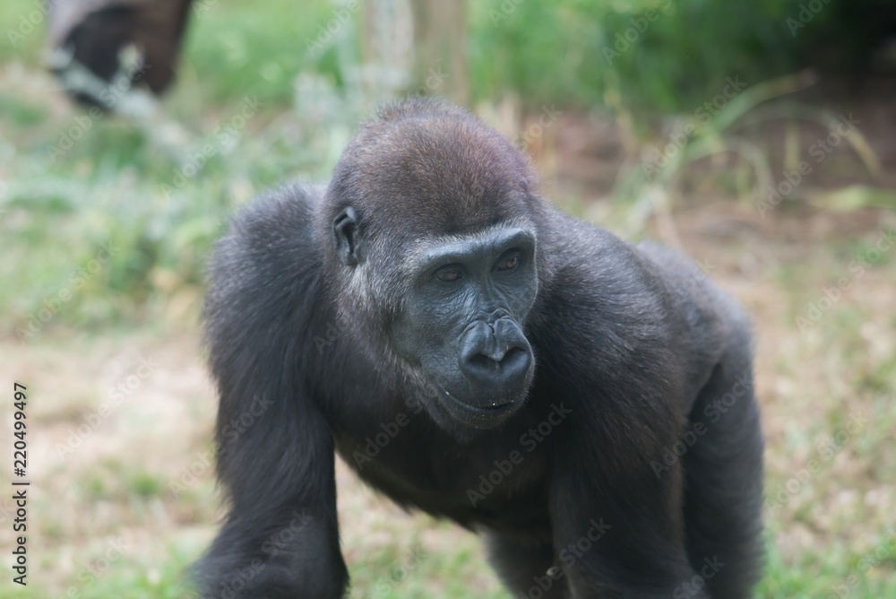 Morning Tour at Ramat Gan Safari Park Morning Tour at Ramat Gan Safari Park