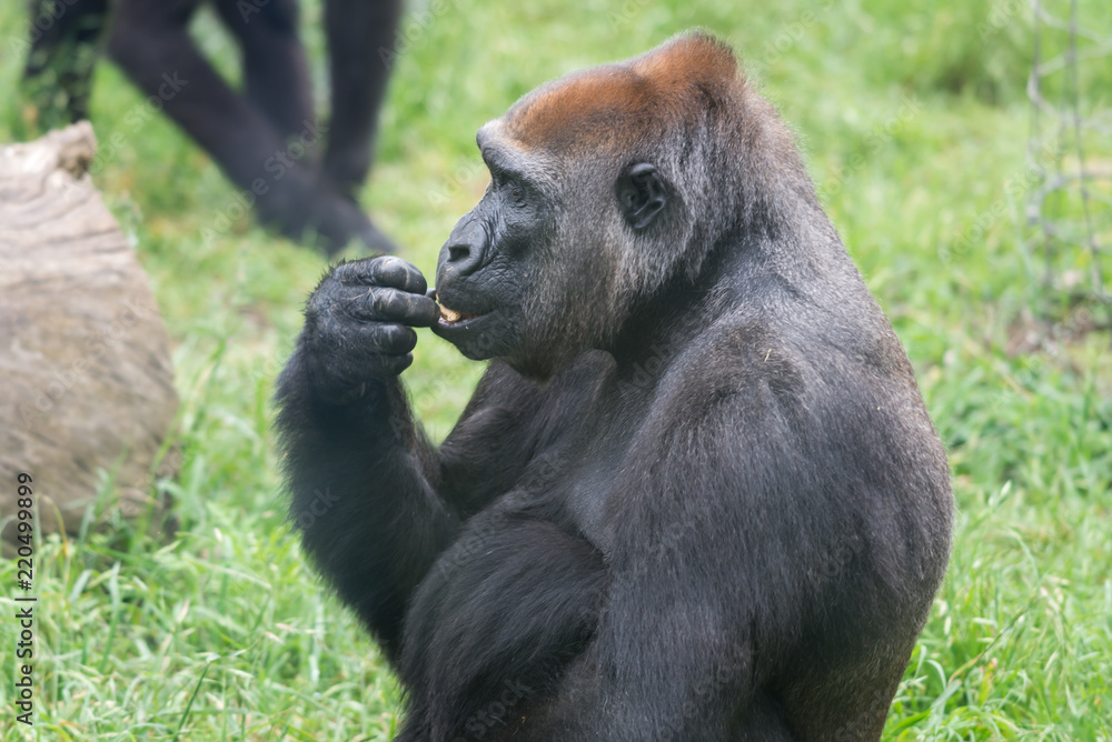 Morning Tour at Ramat Gan Safari Park Morning Tour at Ramat Gan Safari Park