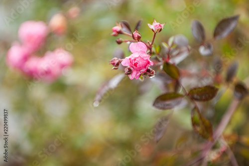 Strauchrosenblüte im Regen