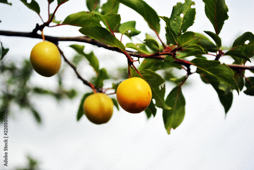 Cherry plum yellow ripe fruits on branch with green leaves, close up detail,  soft blurry bokeh background