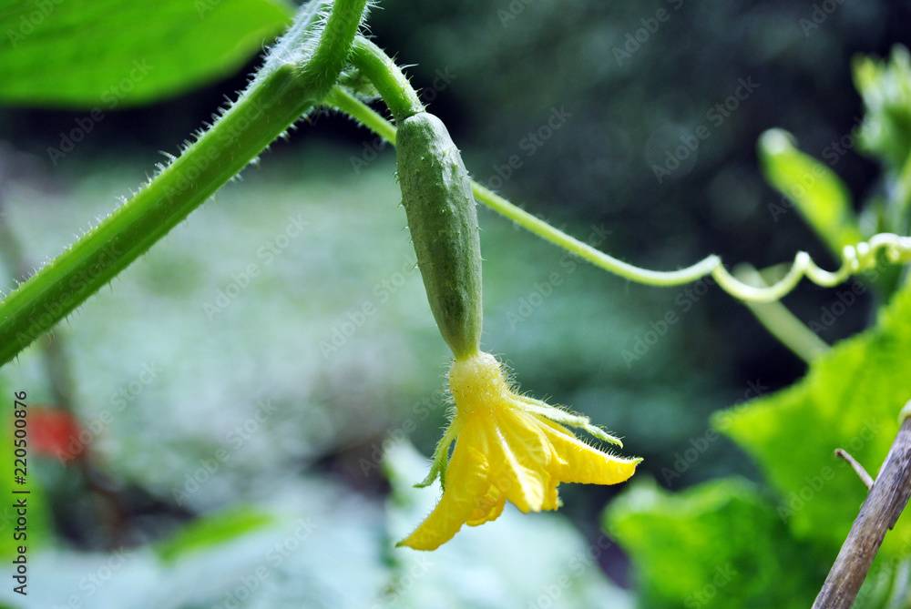 Cucumber plant growing, leaves, yellow flower and vegetable on stem, close up detail, soft blurry background