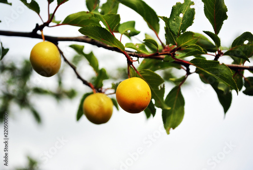 Cherry plum yellow ripe fruits on branch with green leaves, close up detail,  soft blurry bokeh background