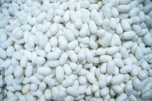 These are many silkworm (Bombyx Mori) cocoons. This is a natural source of silk before it's processed.Natural yellow cocoon or silkworm nets for background, a source of silk thread and silk fabric