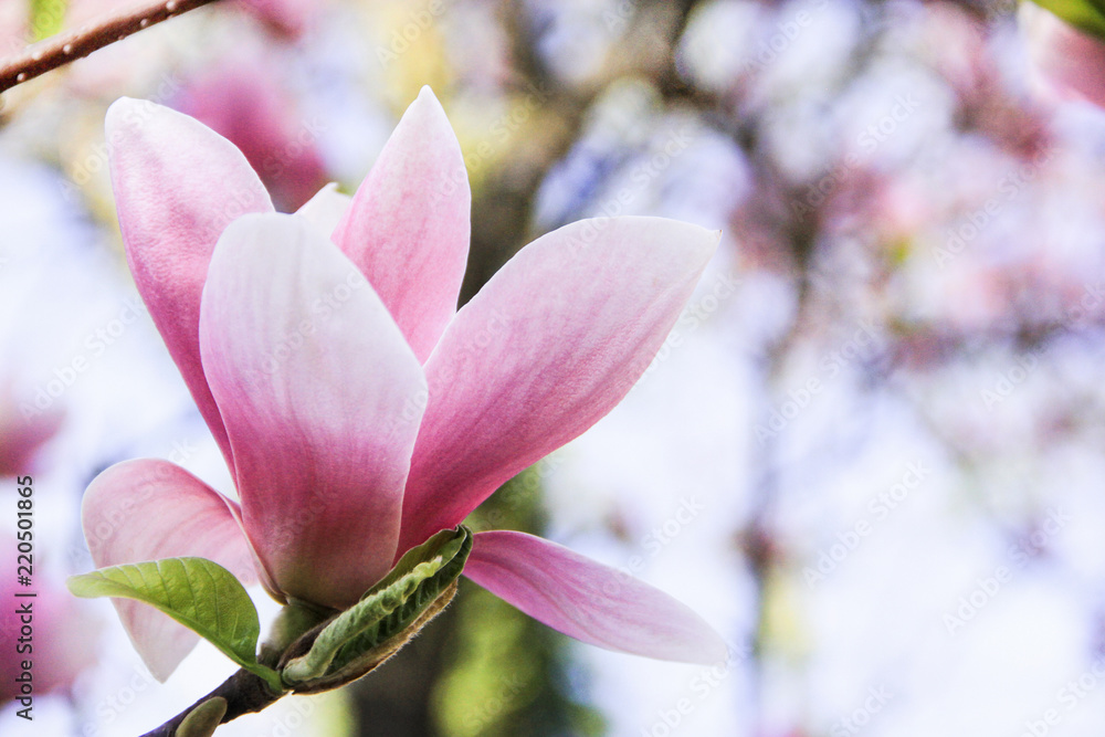 Obraz premium One large flower of a pink magnolia on a blurred white background, Pink magnolia blossom, beautiful large pink magnolia, magnolia flower growing on a tree, bud of a blooming pink magnolia