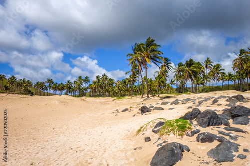 Palm trees on Anakena beach, easter island © daboost