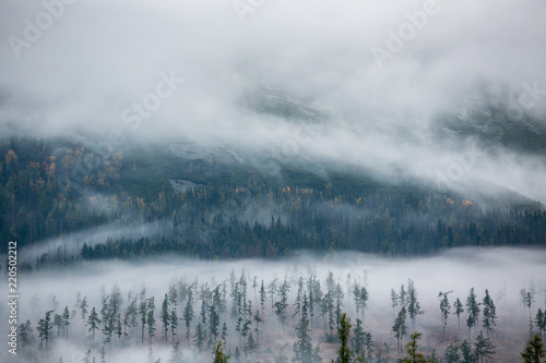 Forest in the mist as a background. Beautiful natural landscape in the summer time