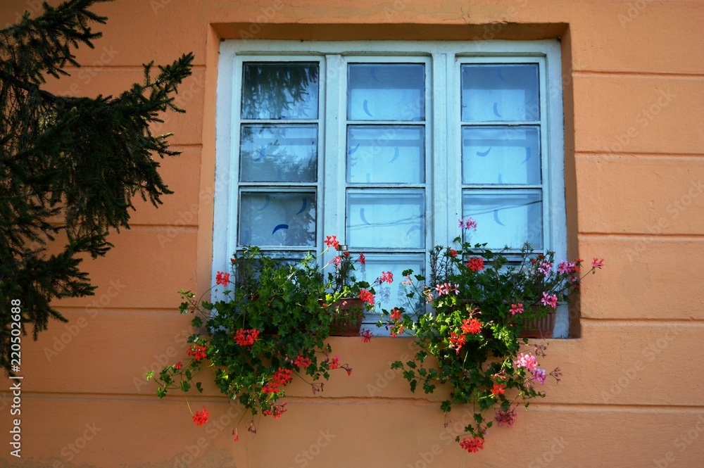 flowers on the window
flowers on the window