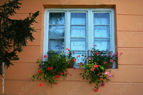 flowers on the window 