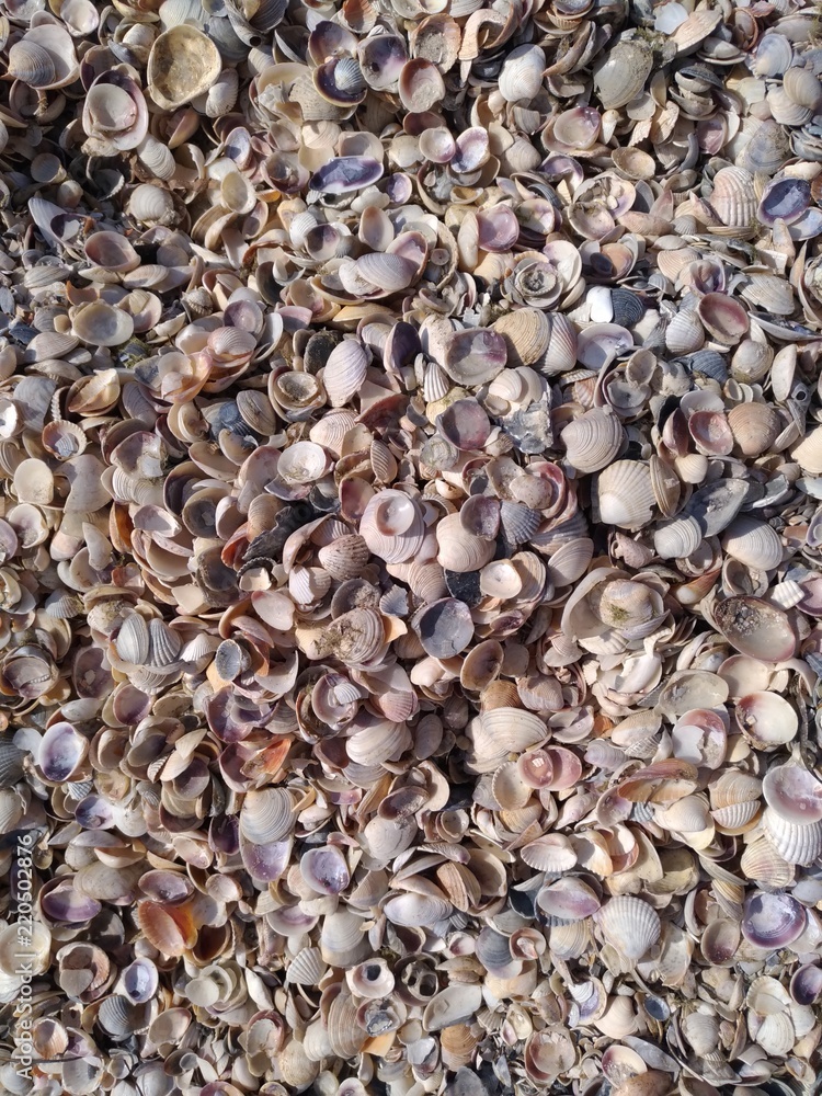 Texture of small shells covering the beach
