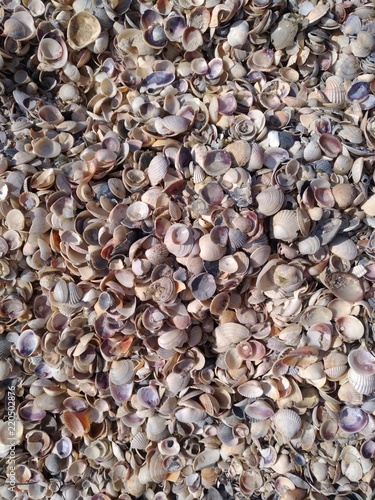 Texture of small shells covering the beach