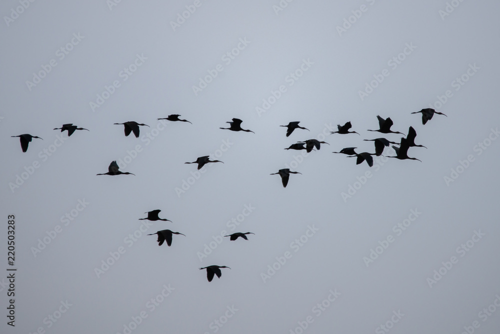 Flock of Plegadis falcinellus birds