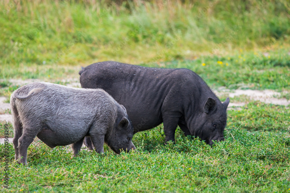 Vietnamese Pot-bellied pig Vietnamese Pot-bellied pig