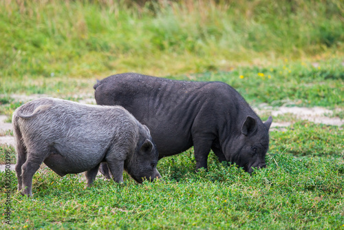 Vietnamese Pot-bellied pig