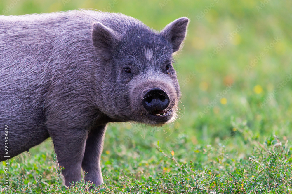 Vietnamese Pot-bellied pig