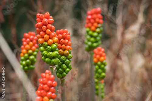 Orange and Green Berries of Arum photo