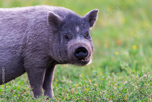 Obraz na płótnie Vietnamese Pot-bellied pig w salonie