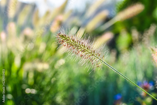 Gras Lampenputzer photo