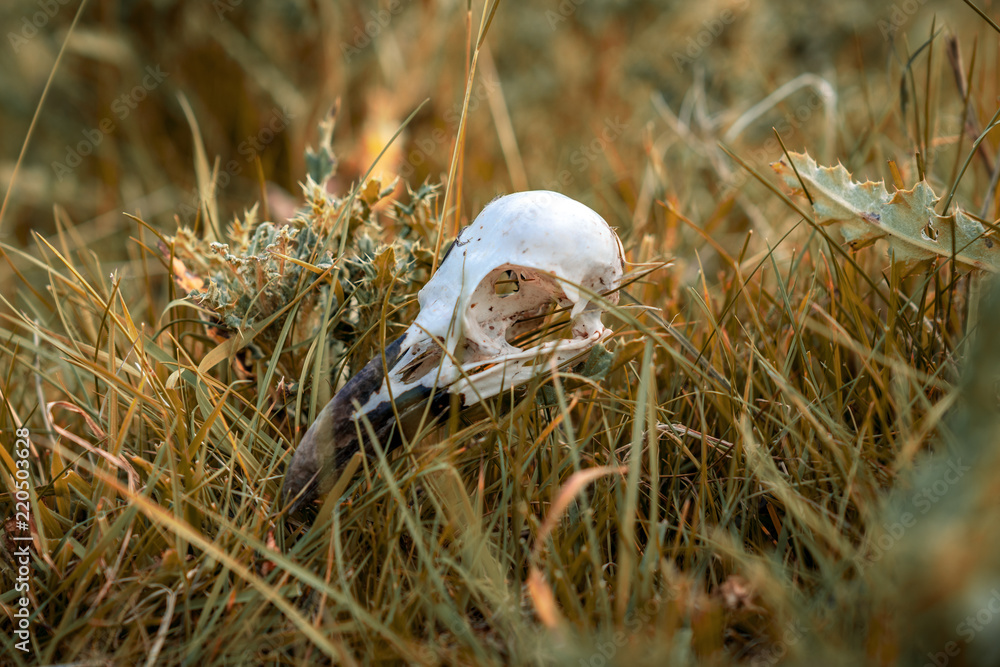 Obraz premium Skull bones of a bird in the dry grass, seen near Skipton, North Yorkshire, England, UK