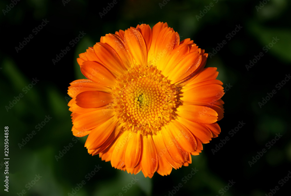 image opened flower of calendula on a green background image opened flower of calendula on a green background