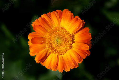 image opened flower of calendula on a green background