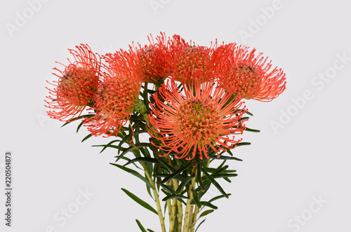 Pincushion Protea (Leucospermum cordifolium) aka Flame Giant in bloom photo