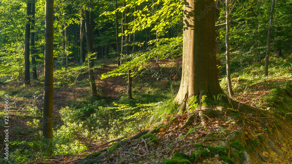 Obraz premium SONY DSC