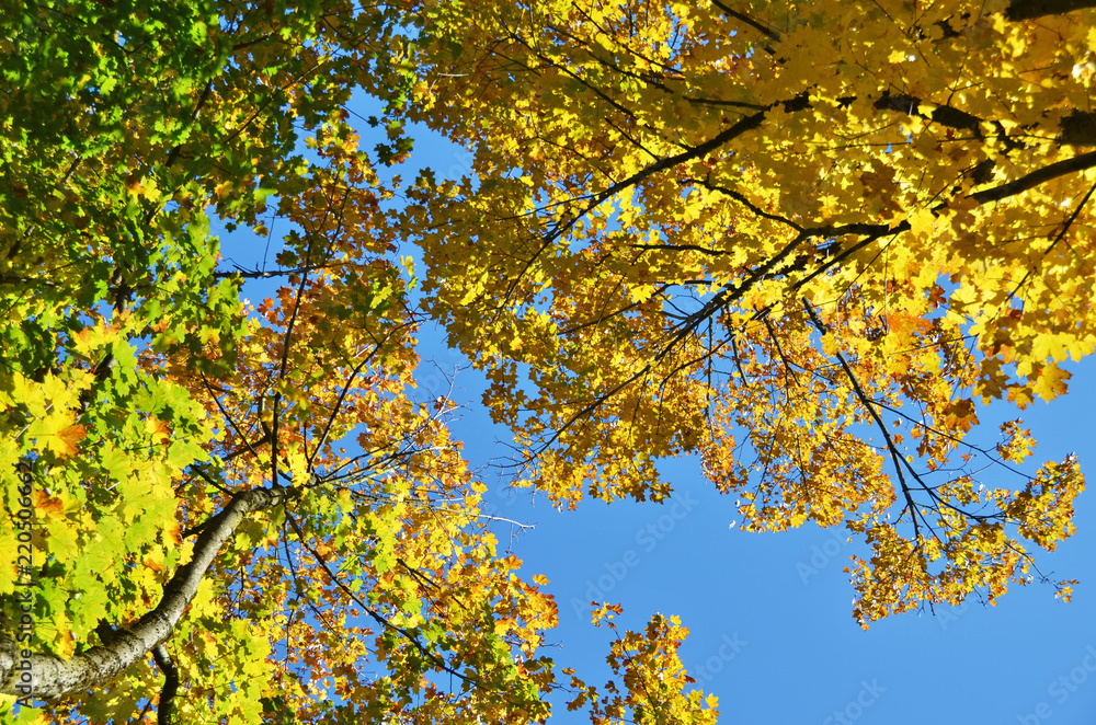 Trees in the autumn season