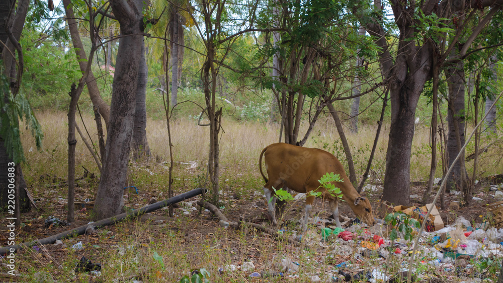 A cow grazing in the pile of garbage. Forest covered with a lor of garbage and cow is eating grass in between the garbage