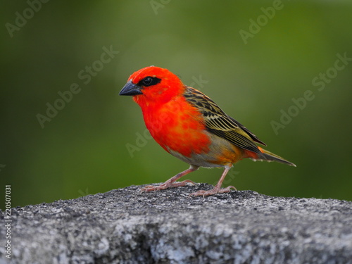 Red Fody Bird - Foudia madagascariensis